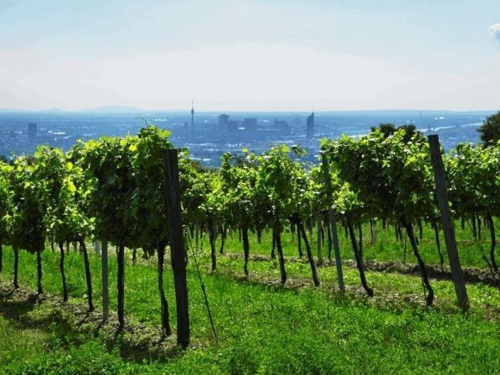 Nicht nur der Blick, auch der Schluck vom Cobenzl sind ganz ausgezeichnet! Nicht nur der Blick, auch der Schluck vom Cobenzl sind ganz ausgezeichnet!
