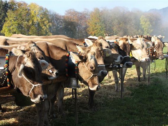 Viehzucht-Jubiläumsschauen in Großdorf und Au Viehzucht-Jubiläumsschauen in Großdorf und Au