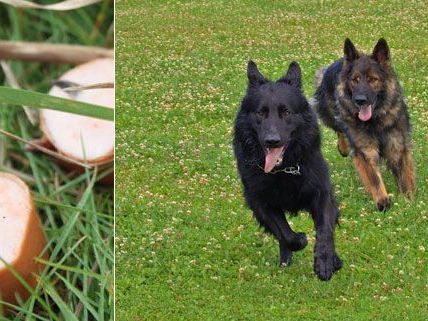 Zwei Hunde in Wien vergiftet Zwei Hunde in Wien vergiftet