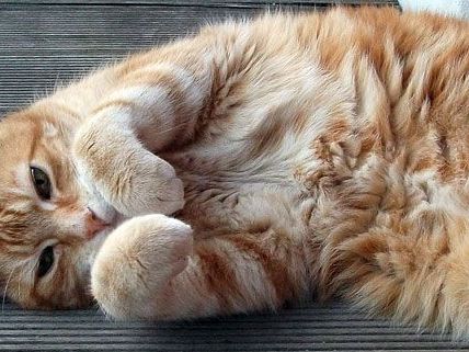 Reiche Steirerin vererbt Arche Noah mehrere Millionen Reiche Steirerin vererbt Arche Noah mehrere Millionen