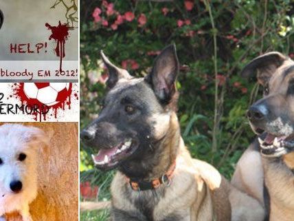 Wirbel um Tiertötungen vor der Fußball-EM Wirbel um Tiertötungen vor der Fußball-EM