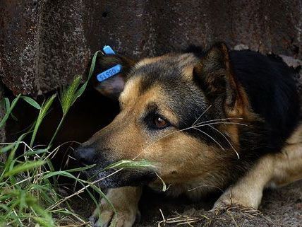 In Rumänien ist das Töten von Tieren gesetzlich erlaubt In Rumänien ist das Töten von Tieren gesetzlich erlaubt