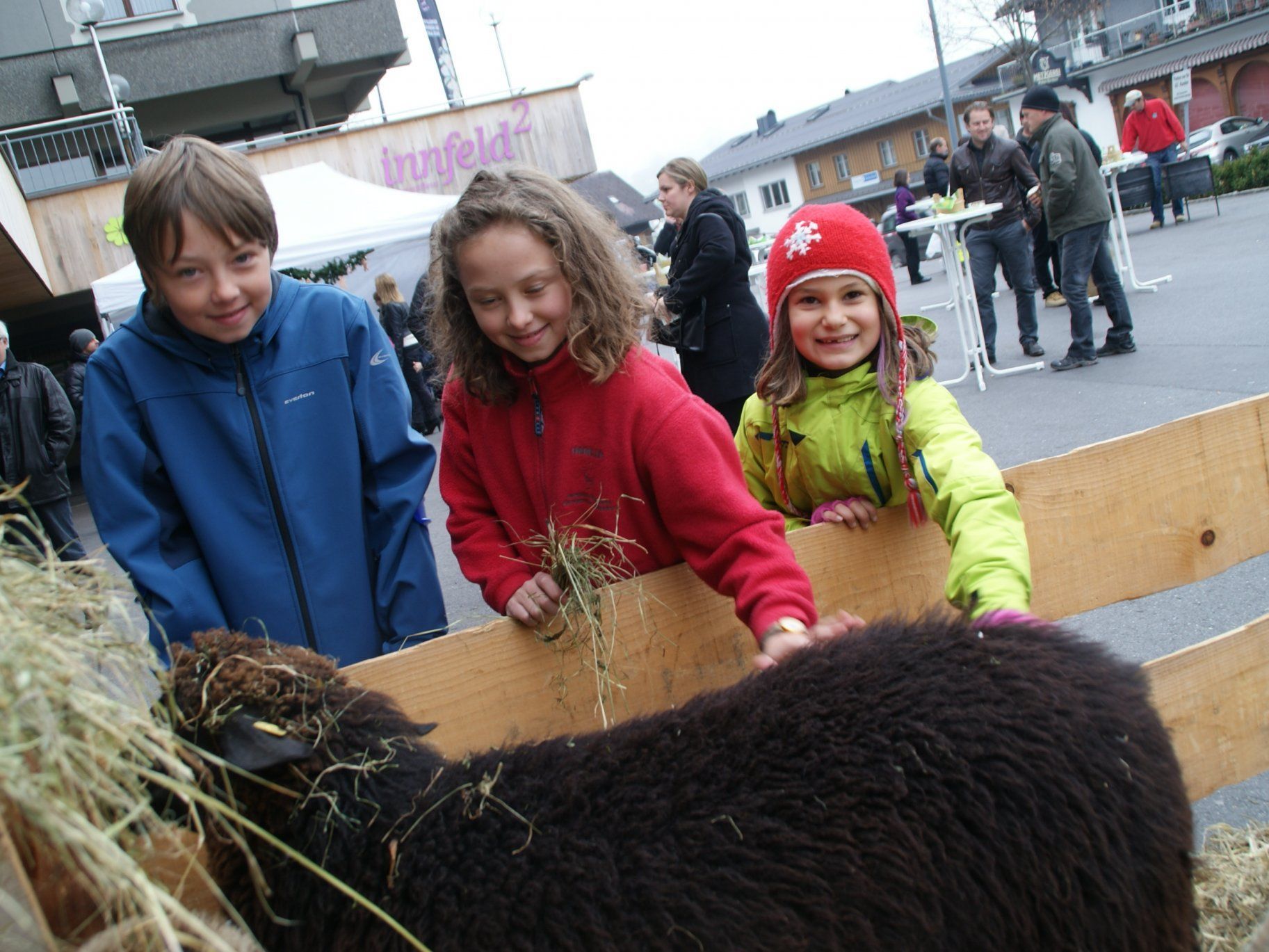 Viele Streicheleinheiten für die Adventmarkt-Schaffamilie