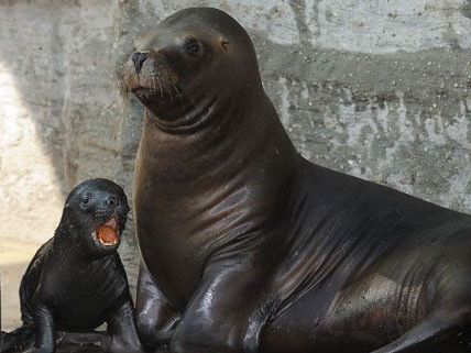 Diego war der neue Star im Tiergarten Schönbrunn Diego war der neue Star im Tiergarten Schönbrunn