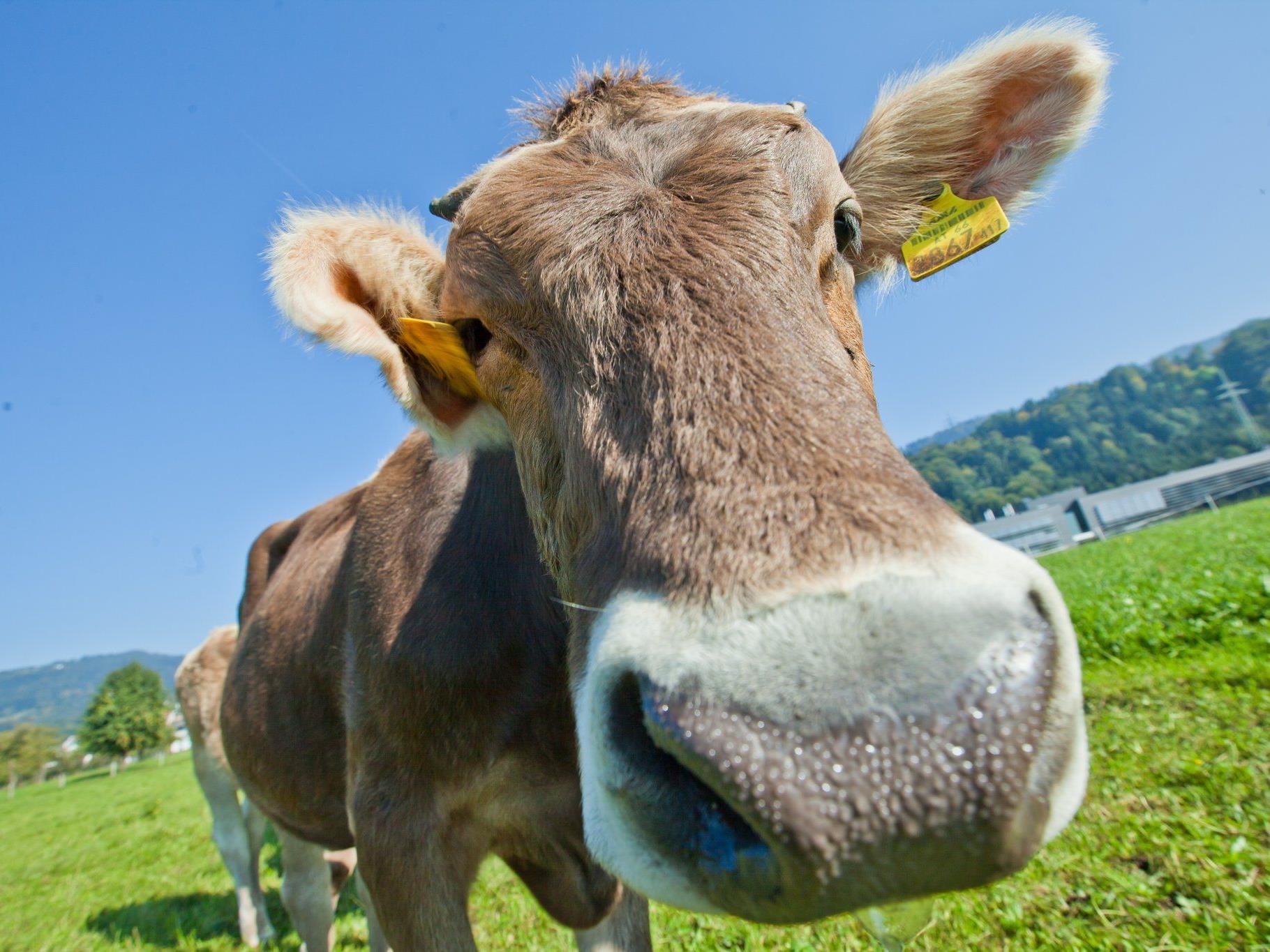 Vorarlberg ist das einzige Land in Österreich, das eine eigene Kuhprämie vergibt