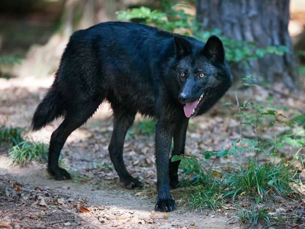 Neue Attraktion Timberwolf im Wildpark
