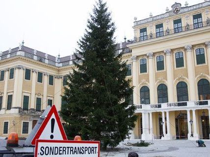 Christkindlmarkt 2011: Die Fichte in Schönbrunn ist bereits auf Position. Christkindlmarkt 2011: Die Fichte in Schönbrunn ist bereits auf Position.