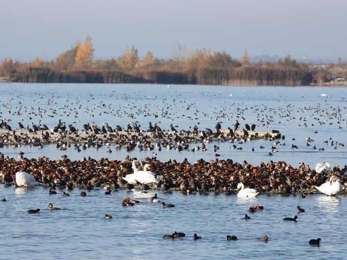 Alles besetzt ist auf den Vogelinseln in der Fußacher Bucht, wo sich vor allem Enten noch die wärmende Novembersonne auf die Federn scheinen lassen. Alles besetzt ist auf den Vogelinseln in der Fußacher Bucht, wo sich vor allem Enten noch die wärmende Novembersonne auf die Federn scheinen lassen.