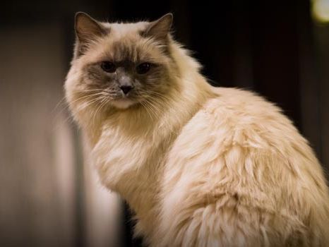 Hauskatze Matilda III. muss an die Leine Hauskatze Matilda III. muss an die Leine