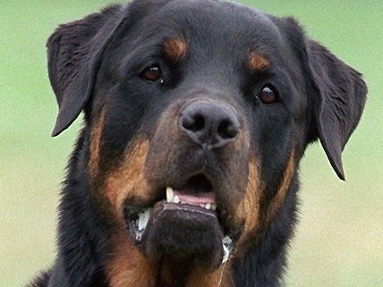 Der Yorki hatte bei dem Hundekampf mit dem Rottweiler und dem Pitbull keine Chance. Der Yorki hatte bei dem Hundekampf mit dem Rottweiler und dem Pitbull keine Chance.