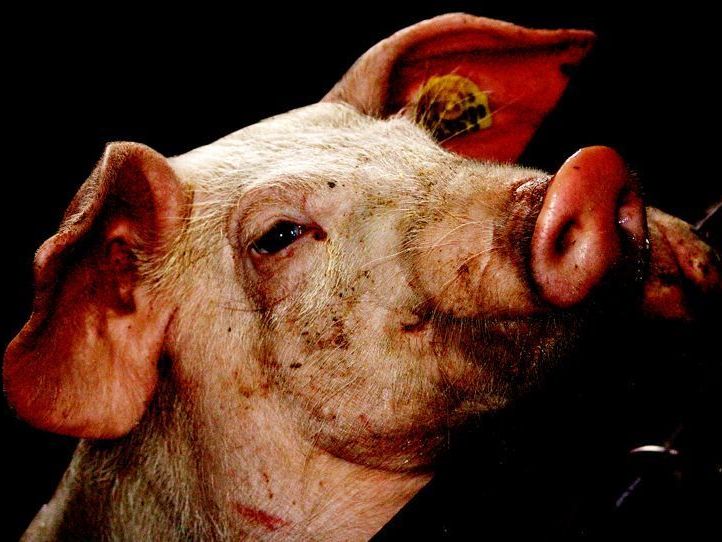 Eine der Waldviertler Säue. Eine der Waldviertler Säue.