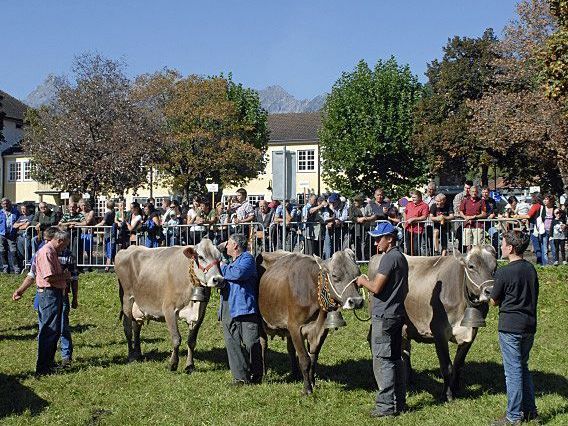 Bei der Viehprämierung im heurigen Herbst in Schruns waren sehr starke Tiere zu sehen. Bei der Viehprämierung im heurigen Herbst in Schruns waren sehr starke Tiere zu sehen.