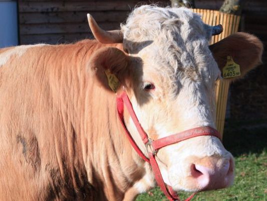 Kuh "Yvonne" bleibt im Rampenlicht Kuh "Yvonne" bleibt im Rampenlicht