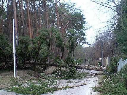 Bei einem schweren Sturm in St. Pölten stürzte ein Baum um, was ein Todesopfer forderte Bei einem schweren Sturm in St. Pölten stürzte ein Baum um, was ein Todesopfer forderte