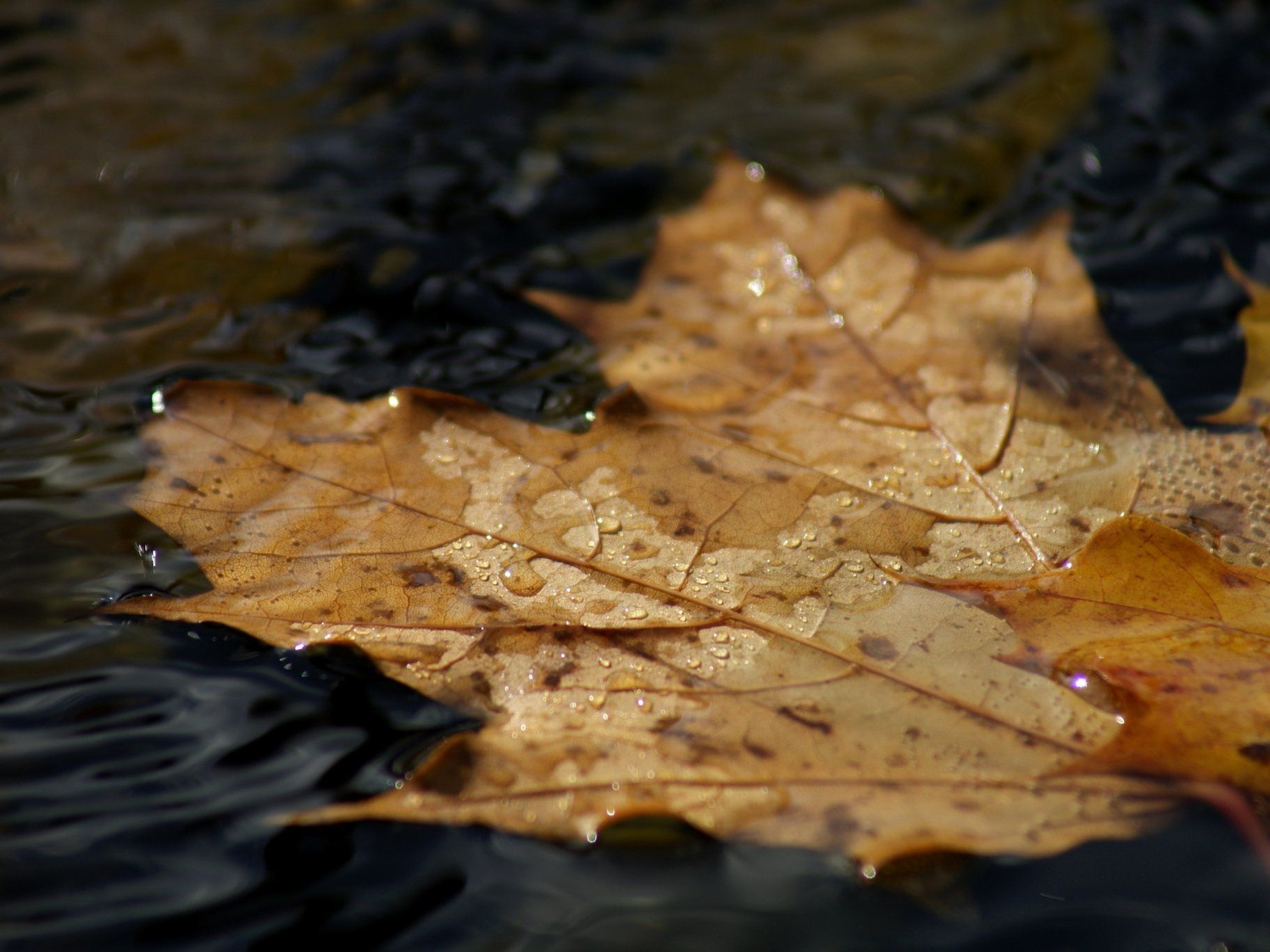 Nach einer langen Trockenperiode gab es jetzt wieder leichten Niederschlag Nach einer langen Trockenperiode gab es jetzt wieder leichten Niederschlag