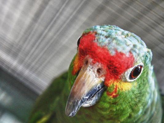 Die Papageien sind nur 'Untermieter' im Tierschutzhaus und werden von der AG Papageienschutz betreut.
