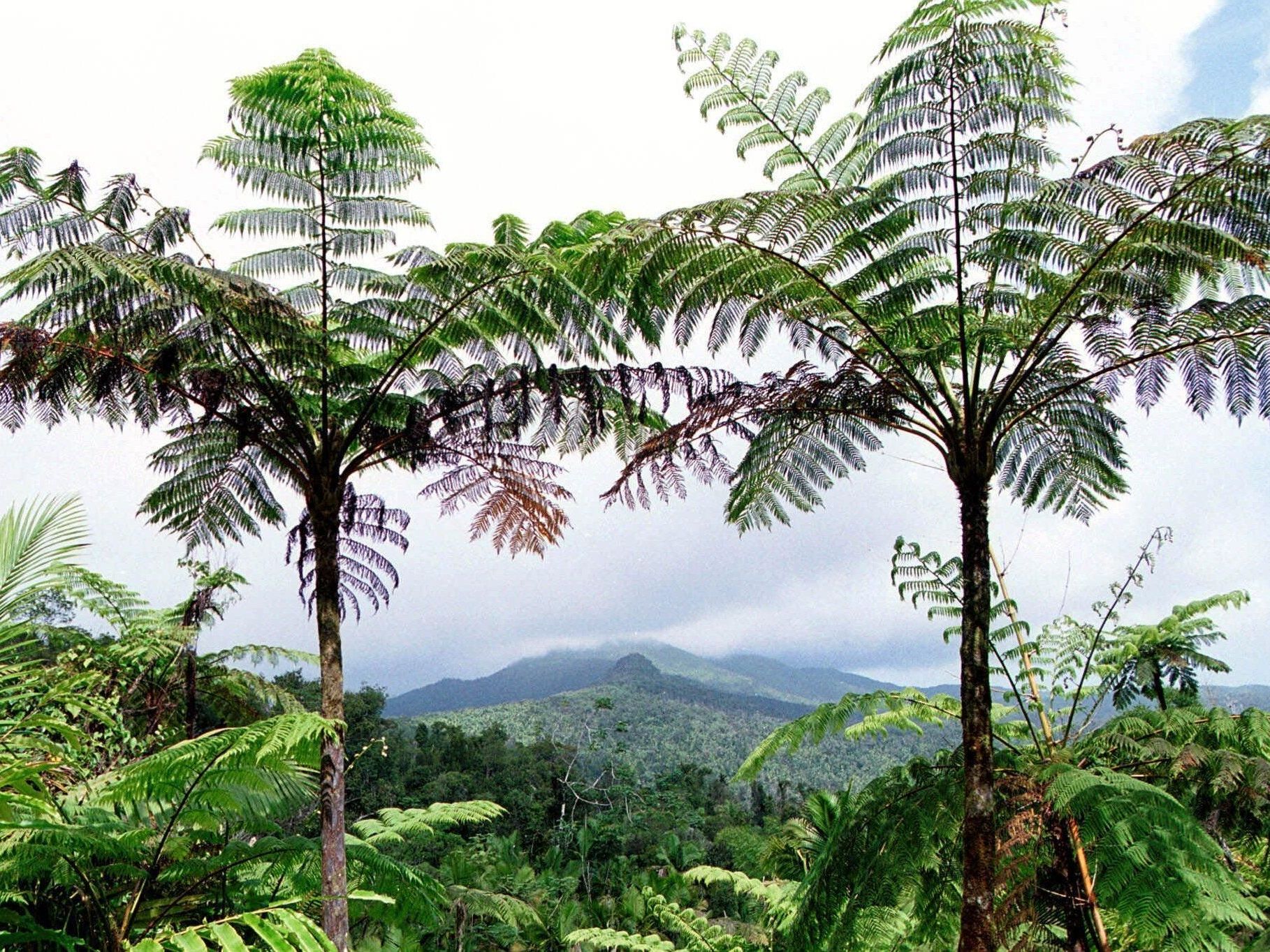 Vom Bestand bedroht: Die Grüne Lunge. Vom Bestand bedroht: Die Grüne Lunge.
