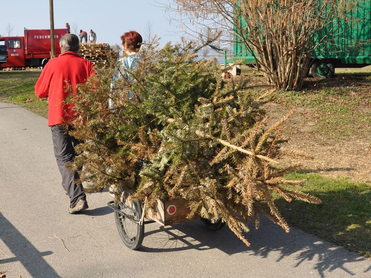 Ob zum Bauhof oder Funkenplatz - alte Christbäume dienen als Anzündmaterial für den Funken. Ob zum Bauhof oder Funkenplatz - alte Christbäume dienen als Anzündmaterial für den Funken.