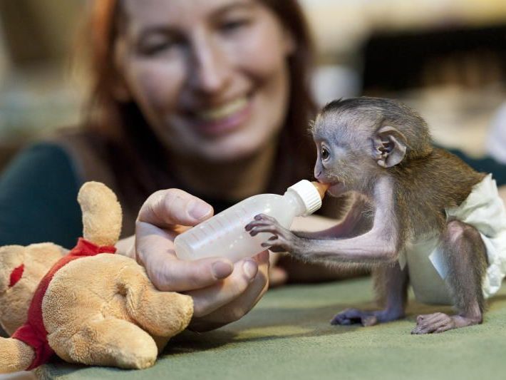 Das noch namenlose Monameerkatzenbaby trinkt am Montag im Zoo in Magdeburg aus einer Flasche Milch. Das noch namenlose Monameerkatzenbaby trinkt am Montag im Zoo in Magdeburg aus einer Flasche Milch.