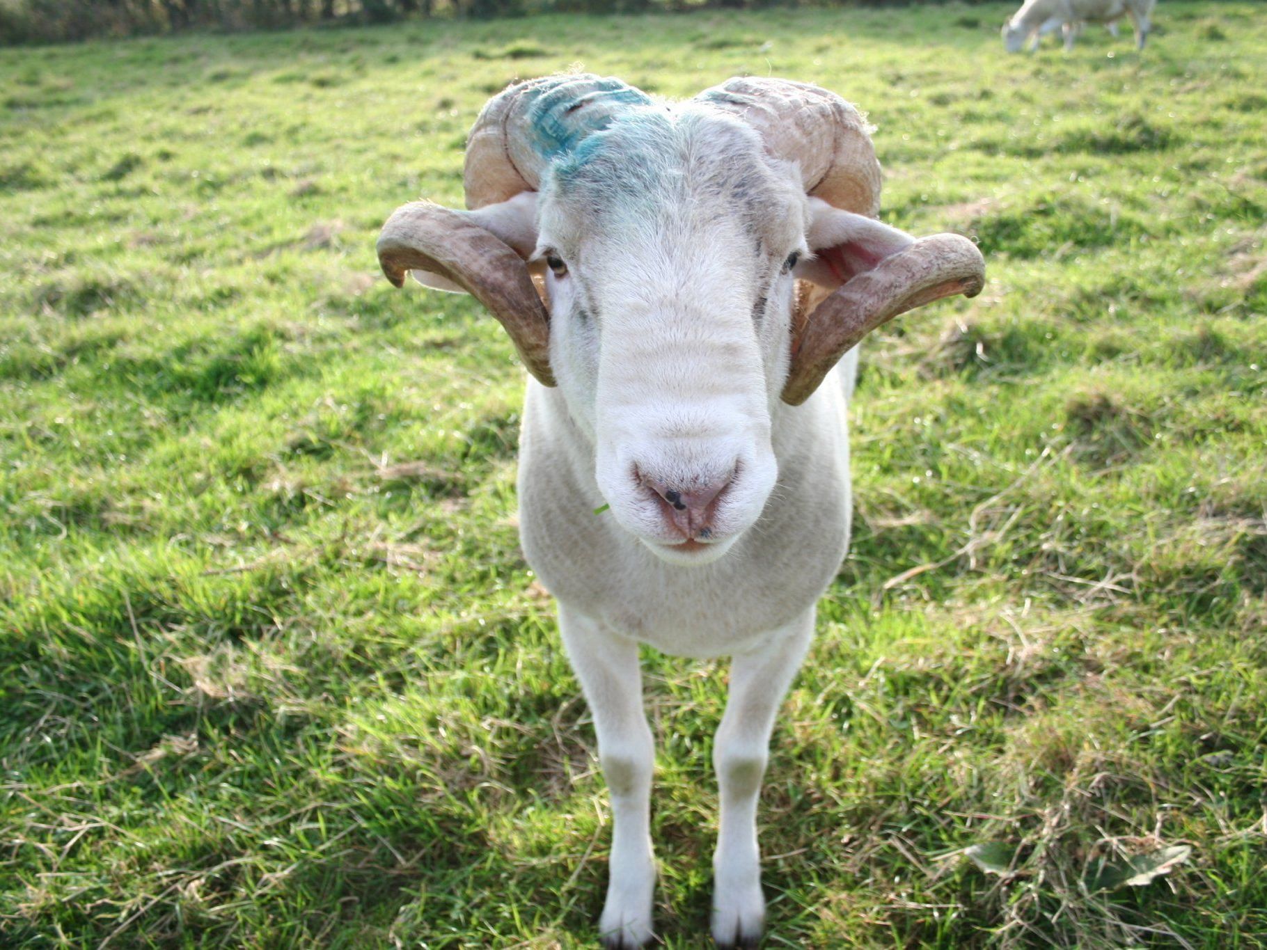 Der Schafbock versuche sogar, sich komplett in die Reh-Herde zu integrieren. Der Schafbock versuche sogar, sich komplett in die Reh-Herde zu integrieren.