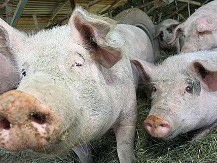 Schweinehaltung: Derzeit liegen die Ergebnisse von 220 kontrollierten Betrieben vor Schweinehaltung: Derzeit liegen die Ergebnisse von 220 kontrollierten Betrieben vor