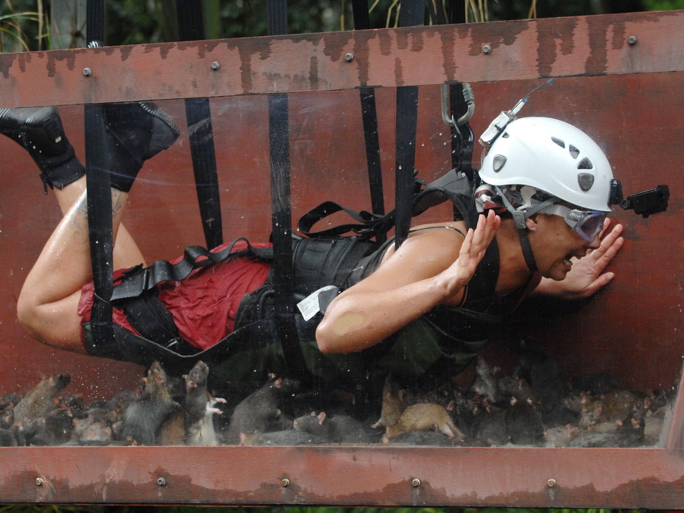 Jazzy bei ihrer ersten Dschungelprüfung. In der vierten Lore warteten 150 Ratten auf Jazzy. Jazzy bei ihrer ersten Dschungelprüfung. In der vierten Lore warteten 150 Ratten auf Jazzy.