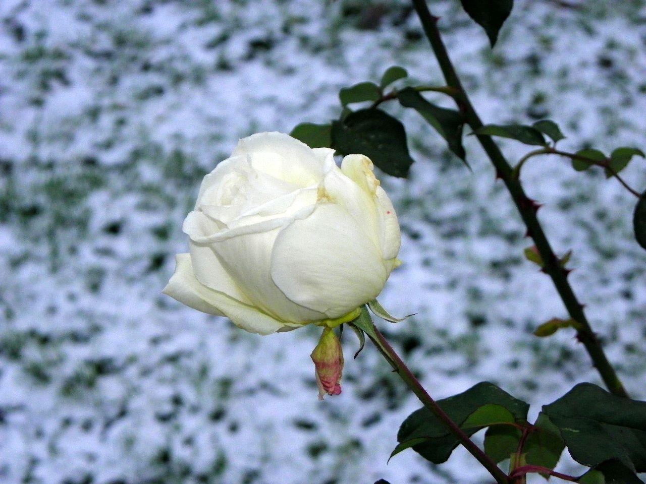 Blühende Pracht mitten im Winter