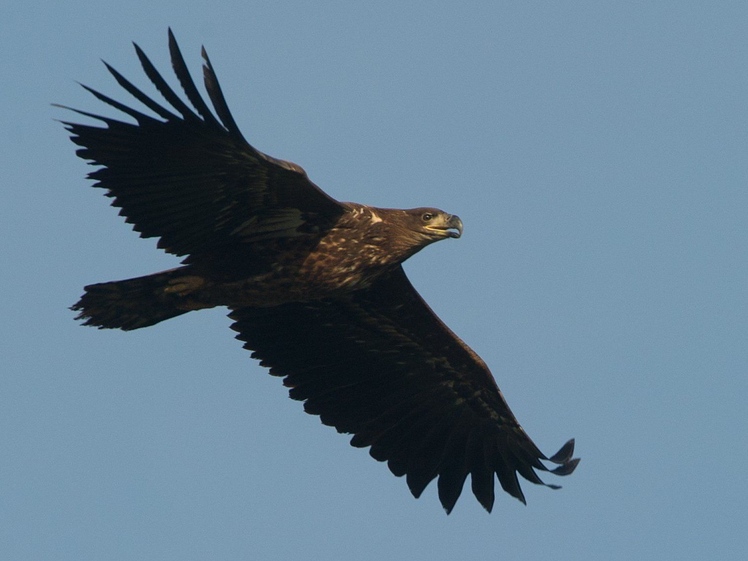 Neue Adlerart war nur ein Bauernstreich. Neue Adlerart war nur ein Bauernstreich.
