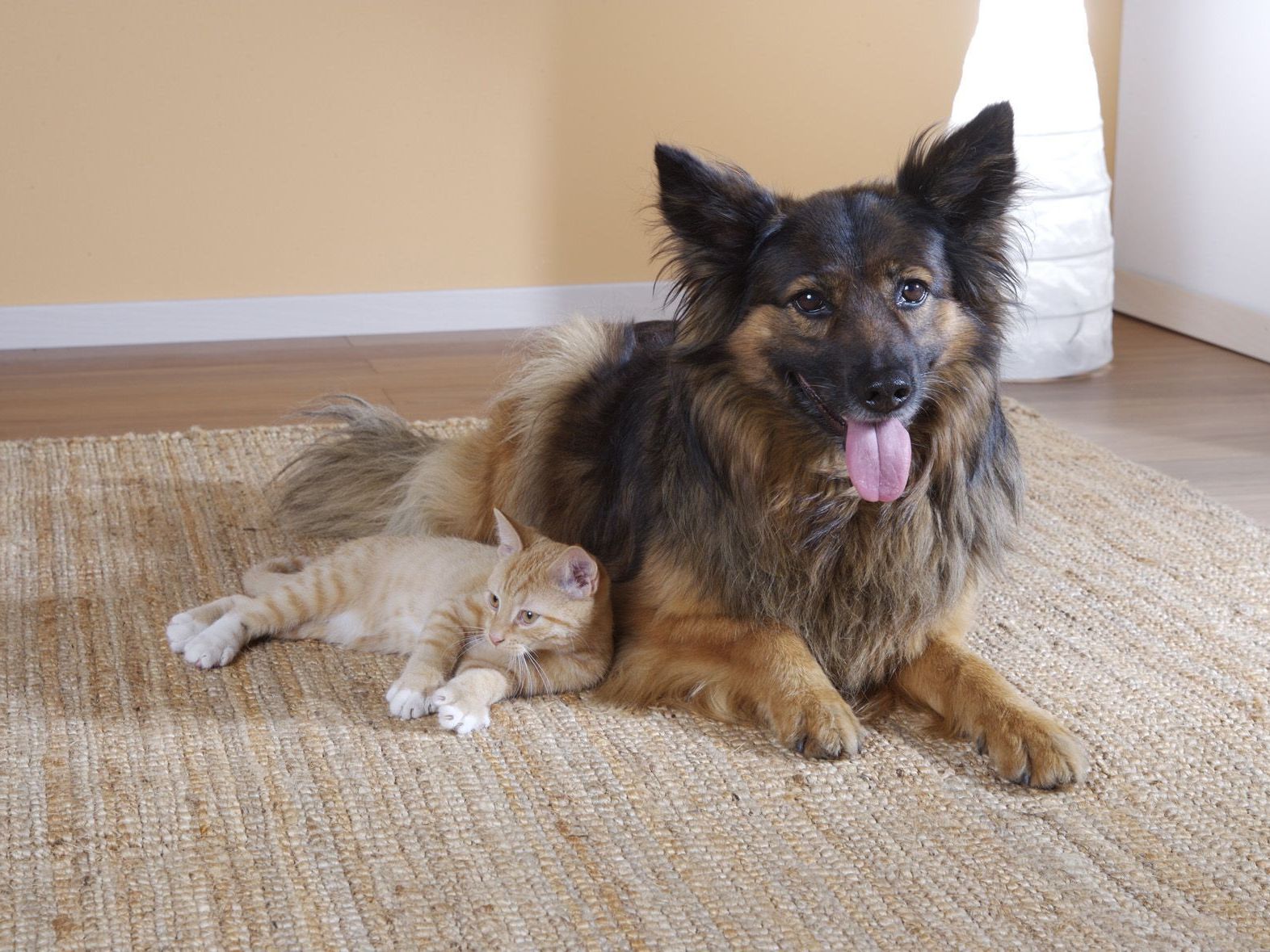 Ob Tierkleidung Sinn macht, hängt von der Rasse ab. Ob Tierkleidung Sinn macht, hängt von der Rasse ab.