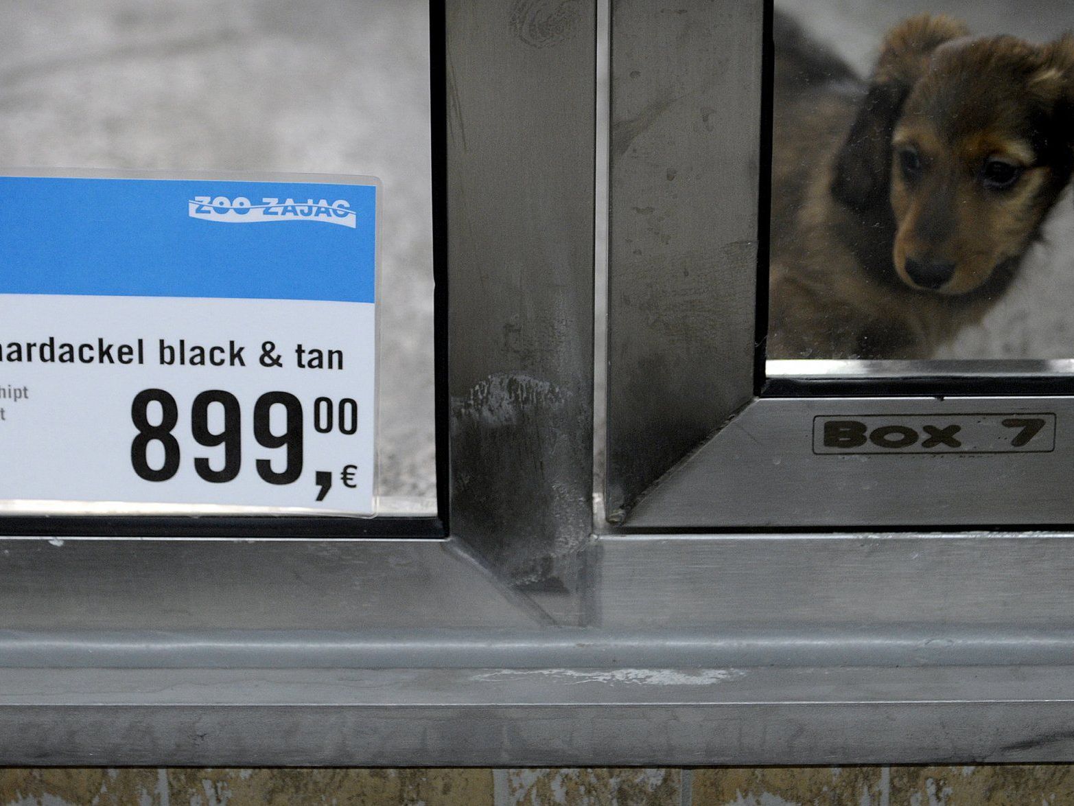 Umstrittener Verkauf von Welpen in Duisburg Umstrittener Verkauf von Welpen in Duisburg