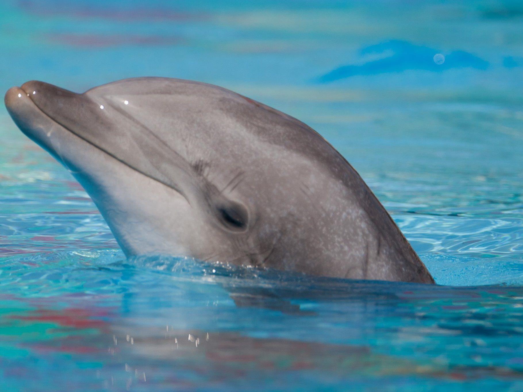Das Connyland möchte auch nach dem Tod mehrerer Delfine nicht aufgeben.
