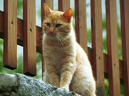 Eine wertvolle rote Katze wurde versehentlich überfahren - ihre Besitzerin klagte in Wiener Neustadt