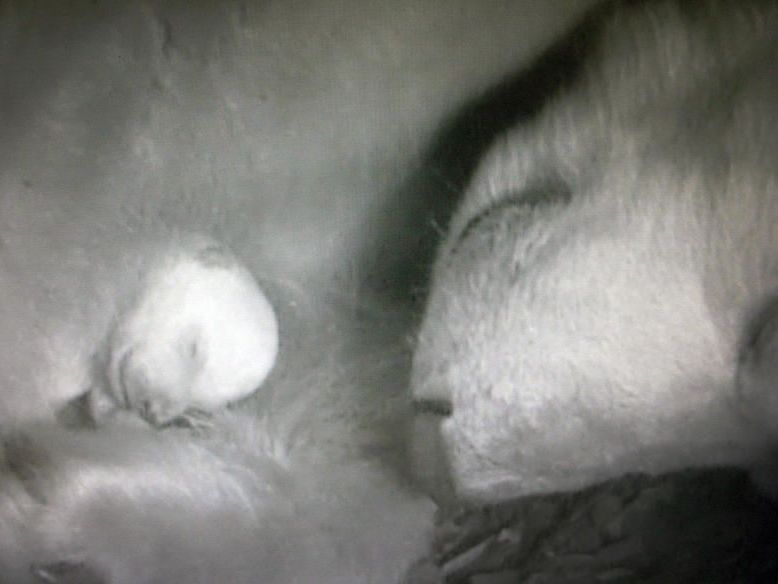 Das Bild aus der Überwachungskamera im Zoo Wuppertal zeigt den Nachwuchs beim Eisbärenpaar "Vilma" und "Lars" Das Bild aus der Überwachungskamera im Zoo Wuppertal zeigt den Nachwuchs beim Eisbärenpaar "Vilma" und "Lars"