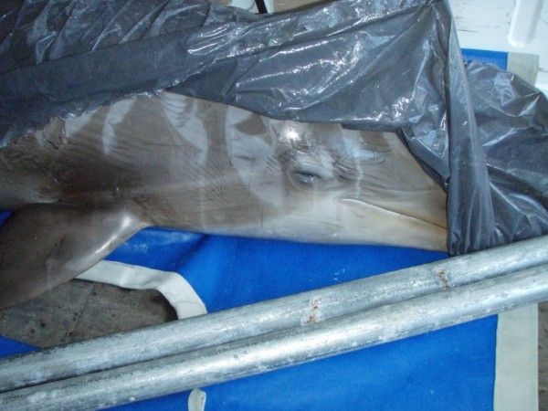 Zweifel am tierärztlichen Gutachten zur Todesursache der Delfine Zweifel am tierärztlichen Gutachten zur Todesursache der Delfine