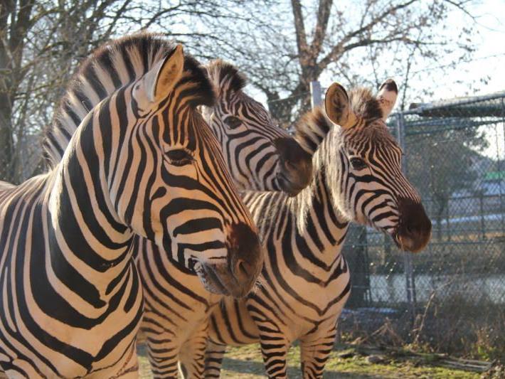Die drei Zebras im Doppelmayr Zoo sind die derzeitigen Temperaturen gewöhnt.
