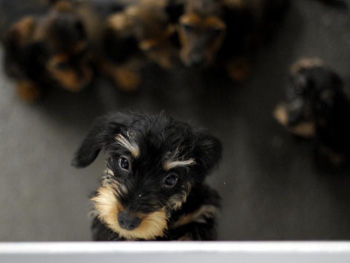 Freiheit für Waldi & Co., nicht aber für Herrlis Geldbörse Freiheit für Waldi & Co., nicht aber für Herrlis Geldbörse