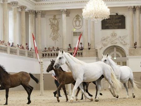 Die Bewerberflut an weiblcihen Bereiterinnen in der Spanischen Hofreitschule hält an. Die Bewerberflut an weiblcihen Bereiterinnen in der Spanischen Hofreitschule hält an.