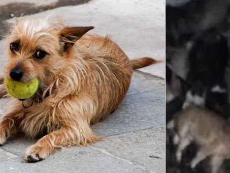 Nach der frohen Botschaft aus Rumänien schockt nun ein Video aus der Ukraine Tierfreunde. Nach der frohen Botschaft aus Rumänien schockt nun ein Video aus der Ukraine Tierfreunde.