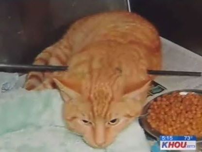 Unglaublich, aber wahr: Kater Cupid erfreut sich heute bester Gesundheit Unglaublich, aber wahr: Kater Cupid erfreut sich heute bester Gesundheit