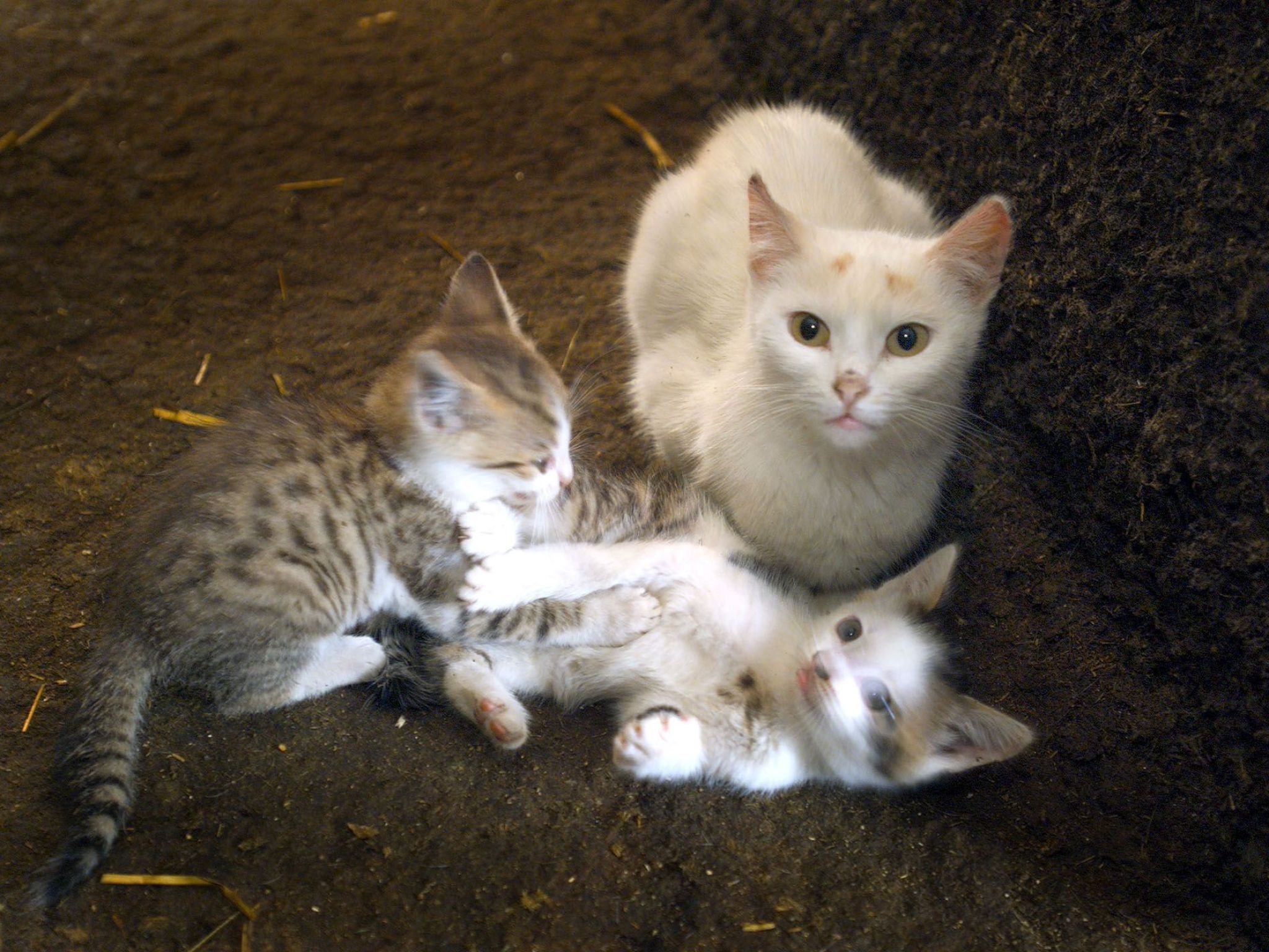 Nachdem im Südburgenland mehrere Katzen vermisst werden, bekam eine Tierärztin nun auch noch einen dubiosen Brief zugeschickt. Nachdem im Südburgenland mehrere Katzen vermisst werden, bekam eine Tierärztin nun auch noch einen dubiosen Brief zugeschickt.