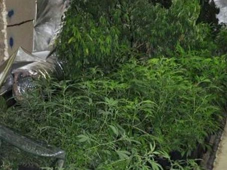 In einem Kellerlokal in Wien-Margareten wurde eine Hanfplantage sichergestellt. In einem Kellerlokal in Wien-Margareten wurde eine Hanfplantage sichergestellt.