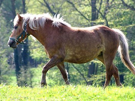 In Oberösterreich treibt ein Tierquäler sein Unwesen. In Oberösterreich treibt ein Tierquäler sein Unwesen.