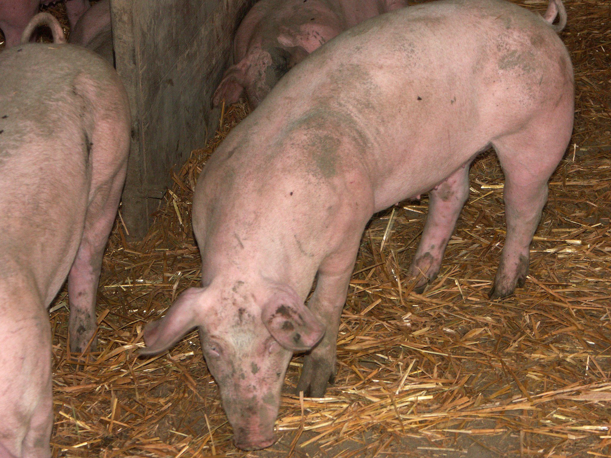 Symbolfoto Symbolfoto