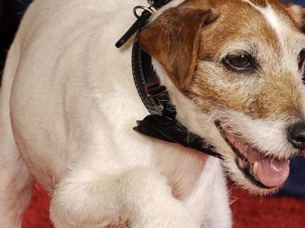 Uggie kommt zur den Oscars Uggie kommt zur den Oscars