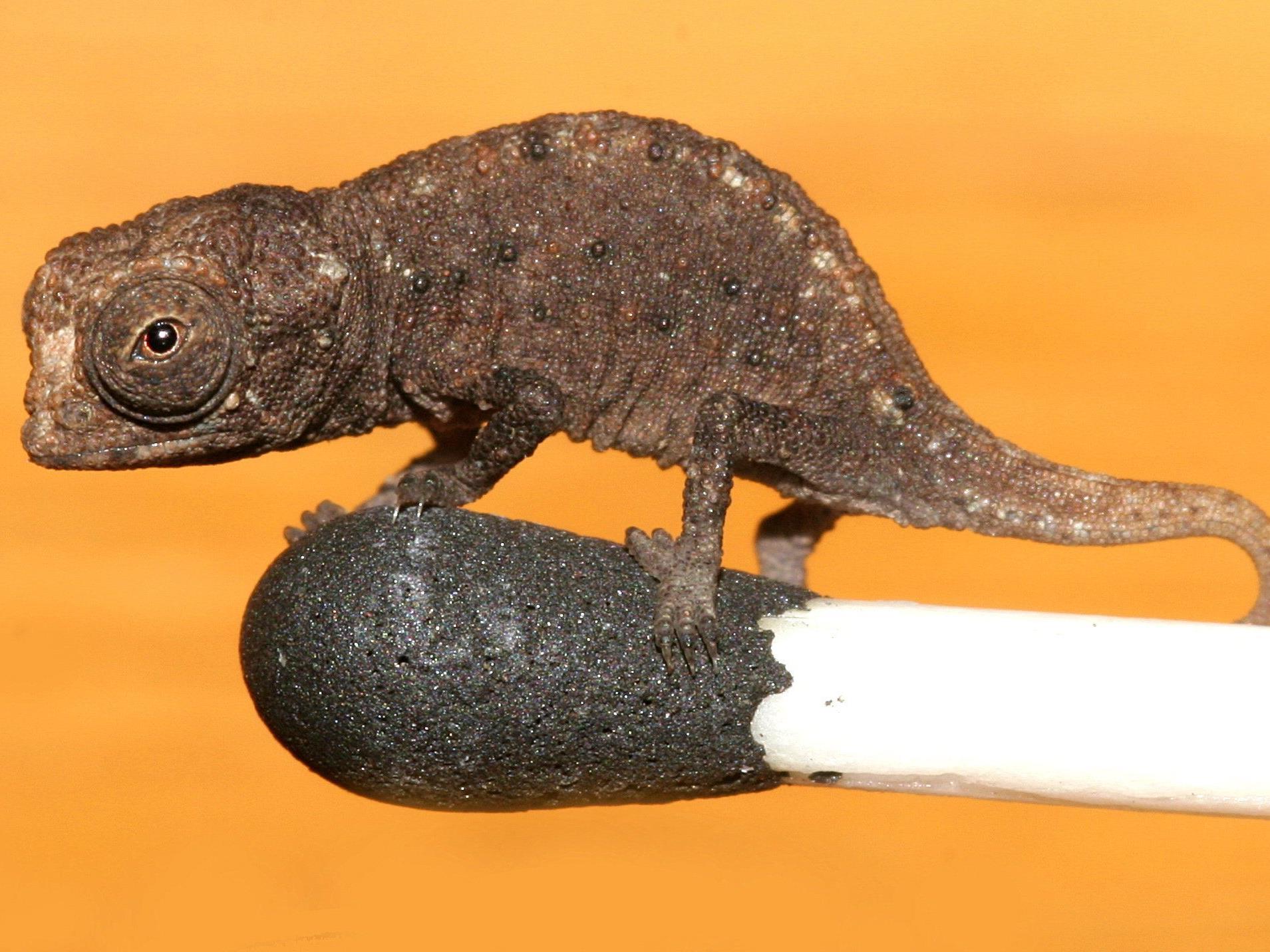 Reptilien können auf Streichhölzern balancieren.