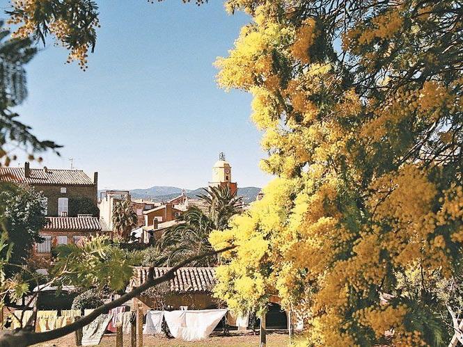 Von Mimosen gerahmt– der imposante Blick auf die Altstadt von Saint-Tropez