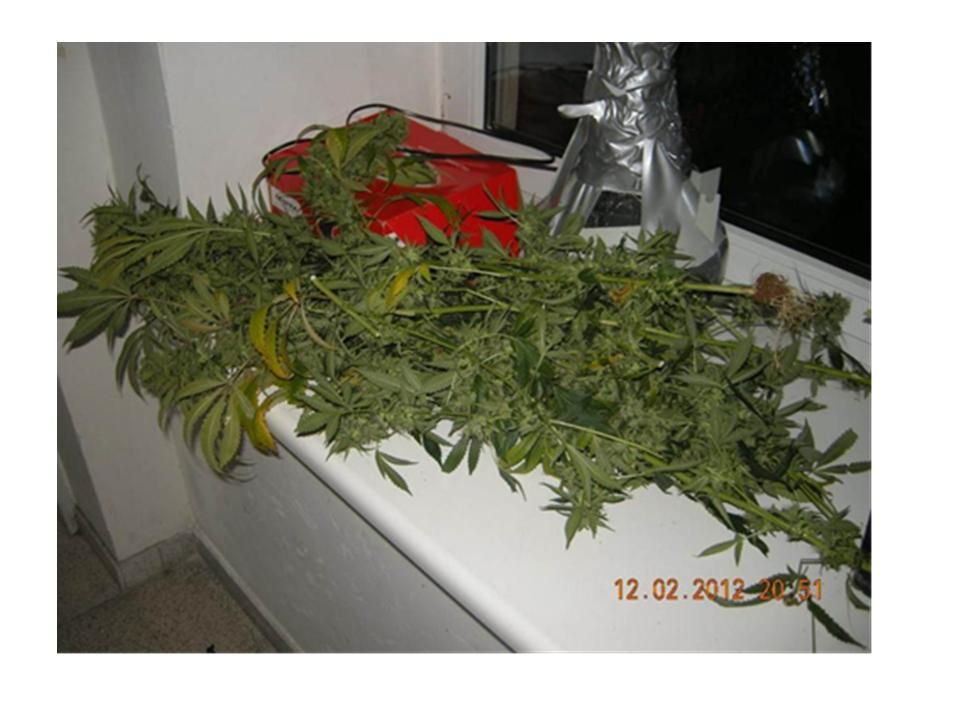 Gefunden und ausgehoben: Cannabis-Plantage gleich neben dem Finanzministerium Gefunden und ausgehoben: Cannabis-Plantage gleich neben dem Finanzministerium