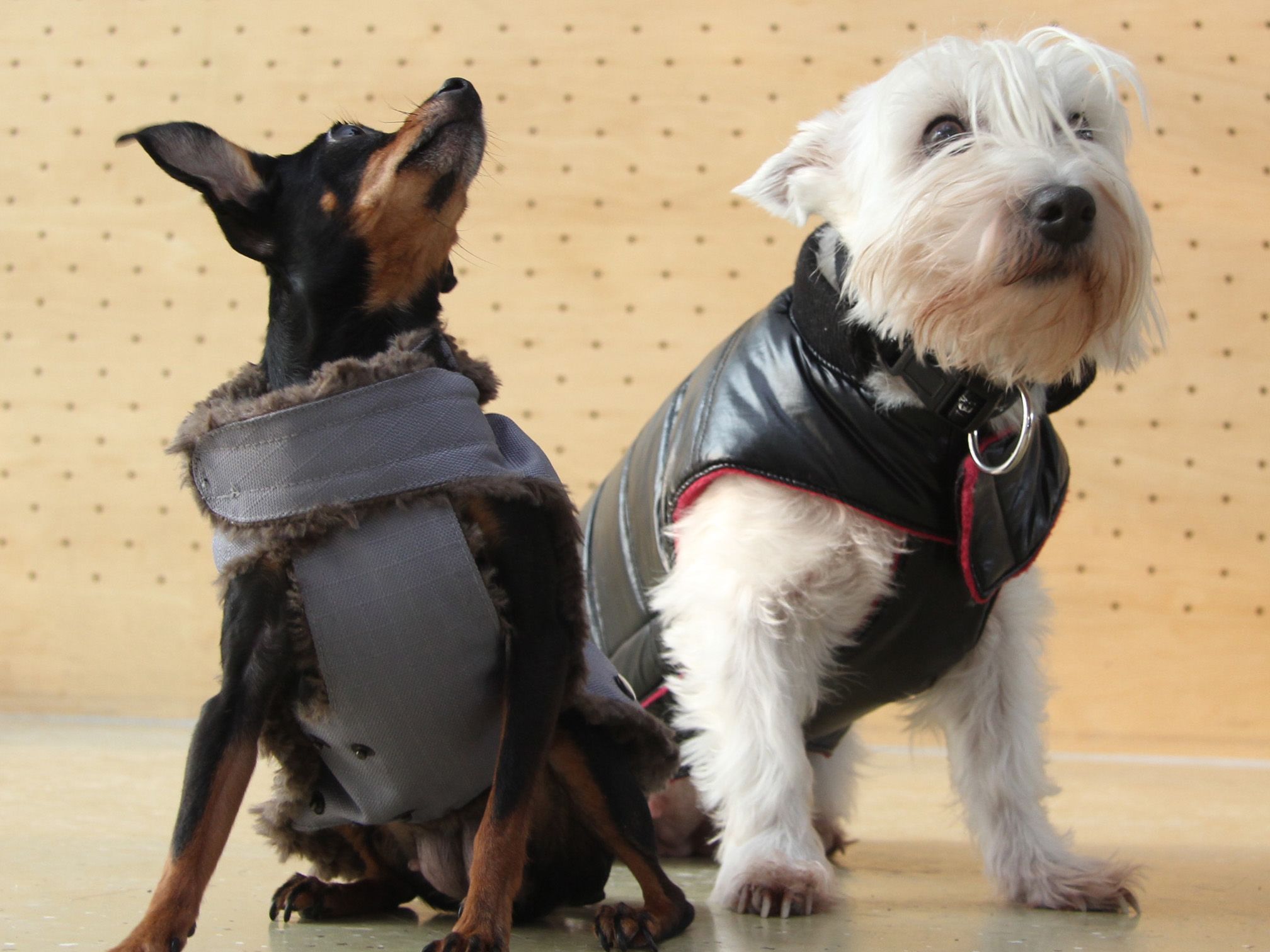 Nicht nur den Menschen setzt der derzeitige Kälteeinbruch zu. Auch Tiere leiden bei den mancherorts arktischen Minustemperaturen - spezielle Tier-Kleidung hilft. Nicht nur den Menschen setzt der derzeitige Kälteeinbruch zu. Auch Tiere leiden bei den mancherorts arktischen Minustemperaturen - spezielle Tier-Kleidung hilft.