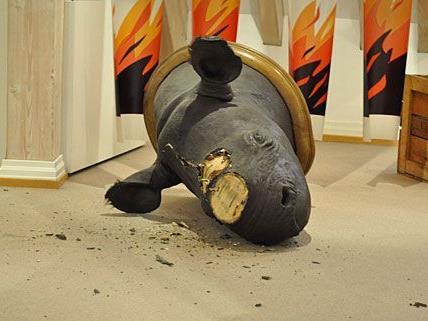 So beschädigt hinterließen die Nashorn-Diebe die Trophäe im Museum in Offenburg