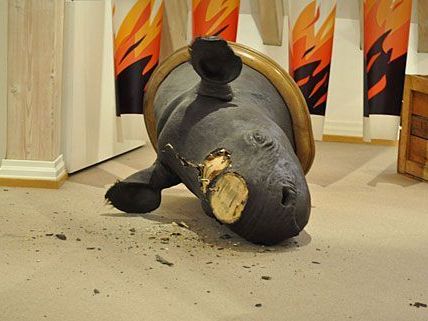 So beschädigt hinterließen die Nashorn-Diebe die Trophäe im Museum in Offenburg